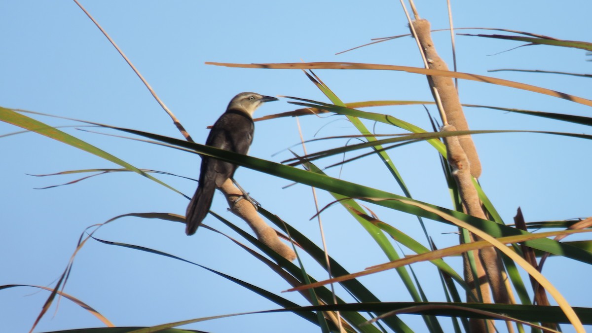 Nicaraguan Grackle - ML216973581