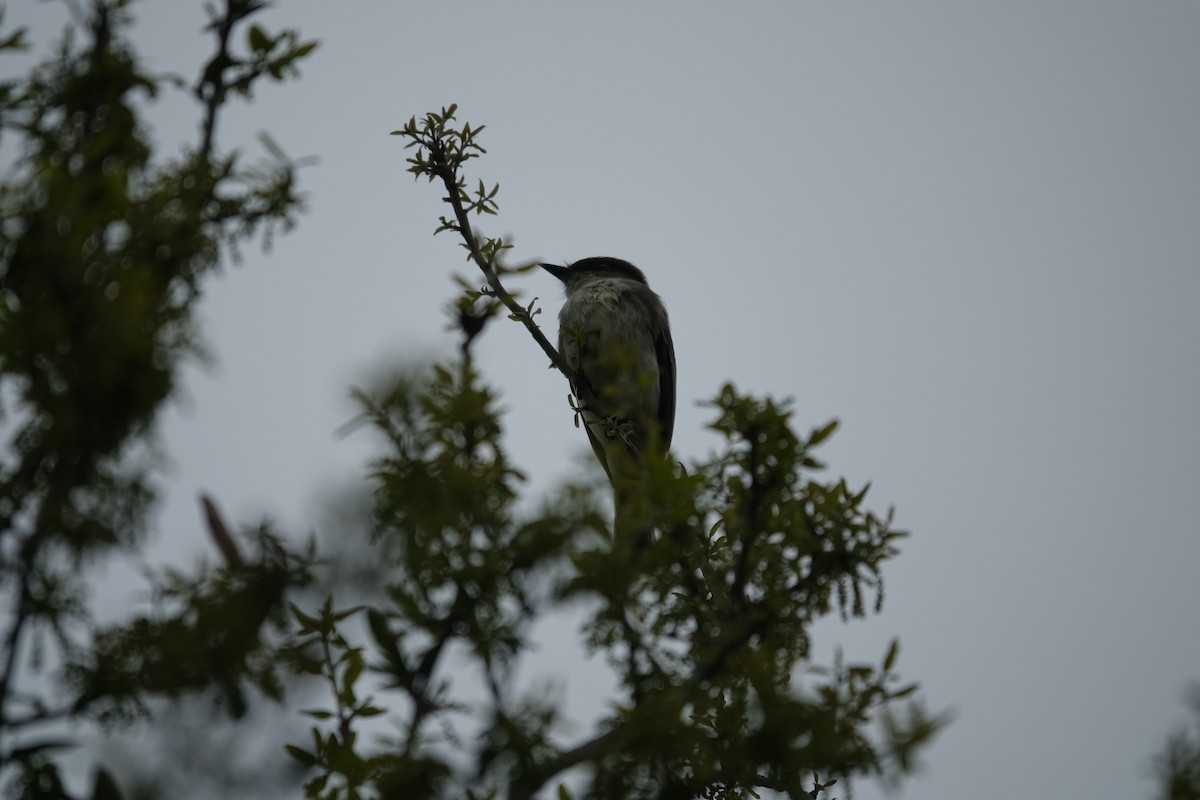 Eastern Phoebe - Andy Liu