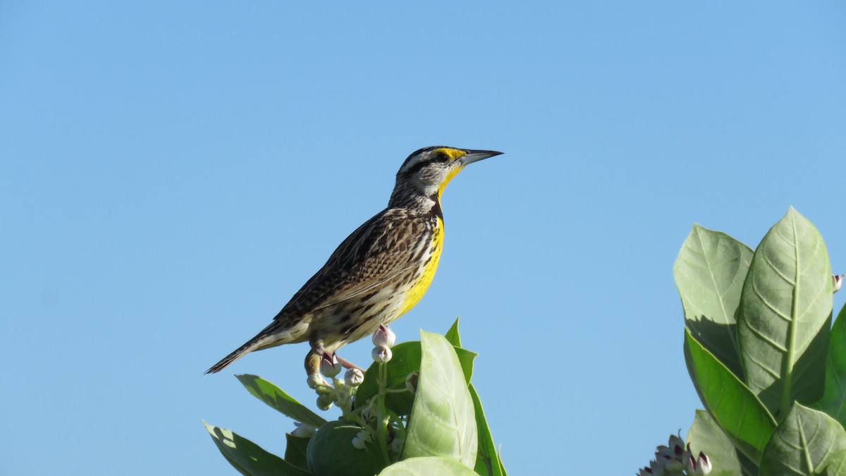 Eastern Meadowlark - ML216973931