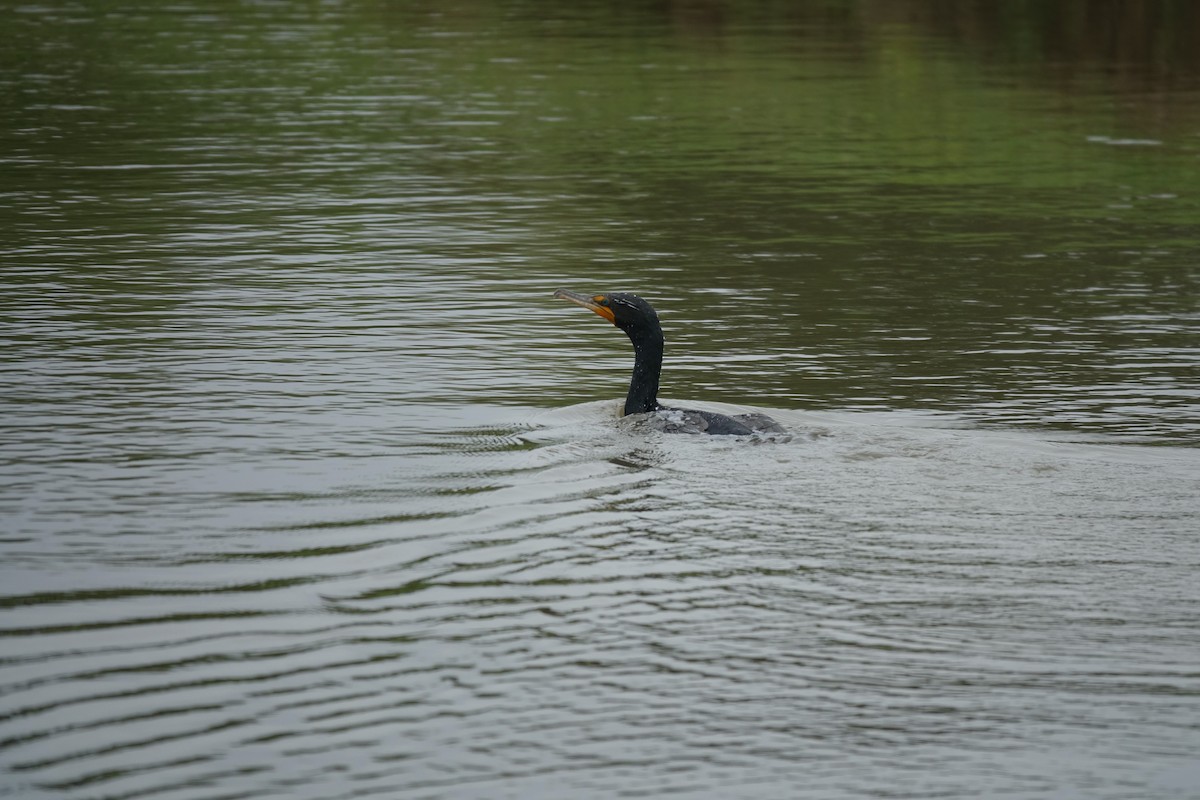 Double-crested Cormorant - Andy Liu