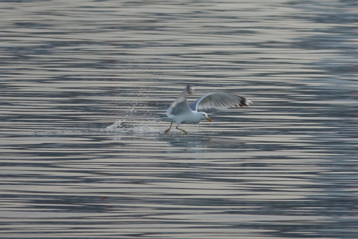 Caspian Gull - ML216976571