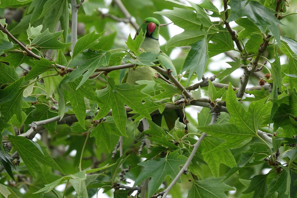 Rose-ringed Parakeet - ML216976661