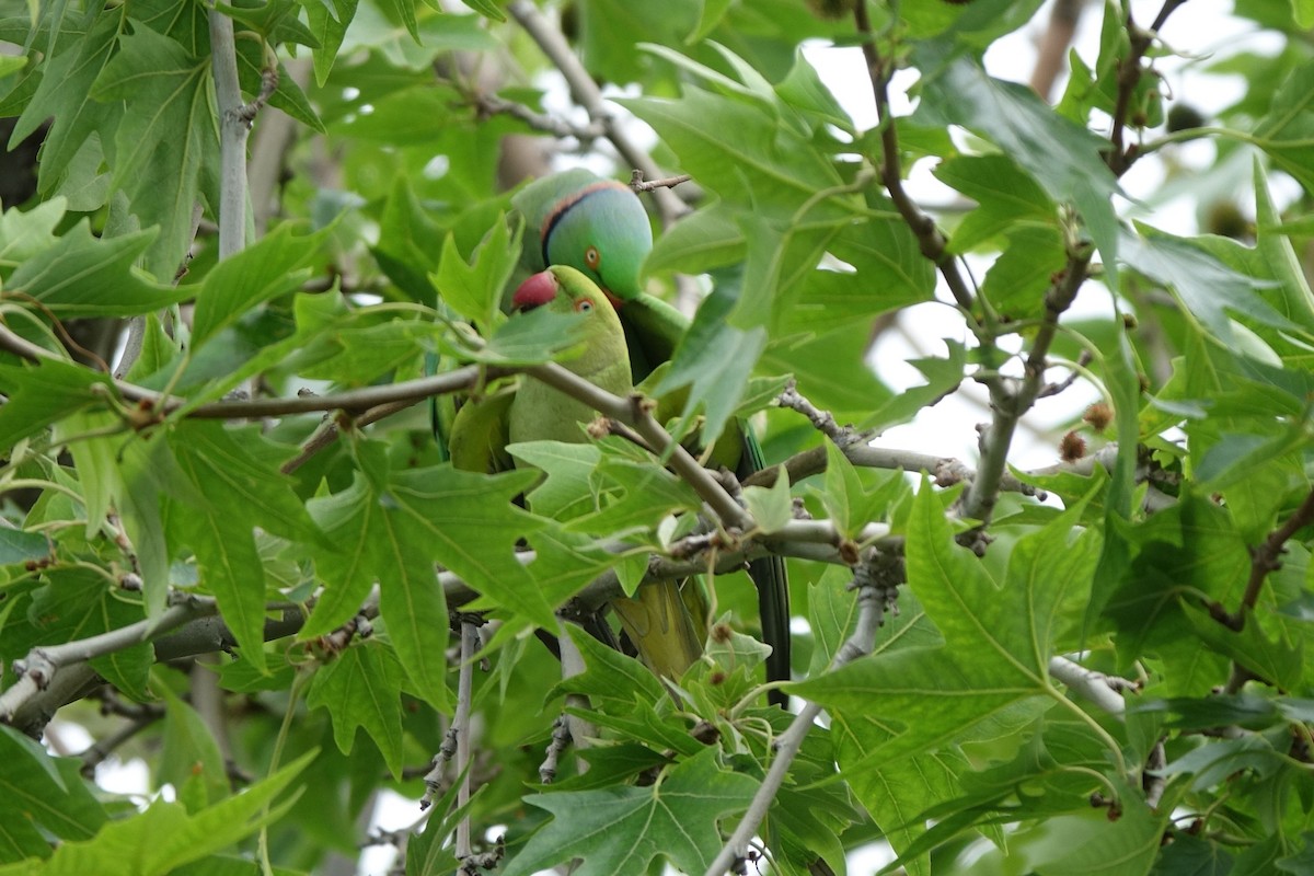 Rose-ringed Parakeet - ML216976701