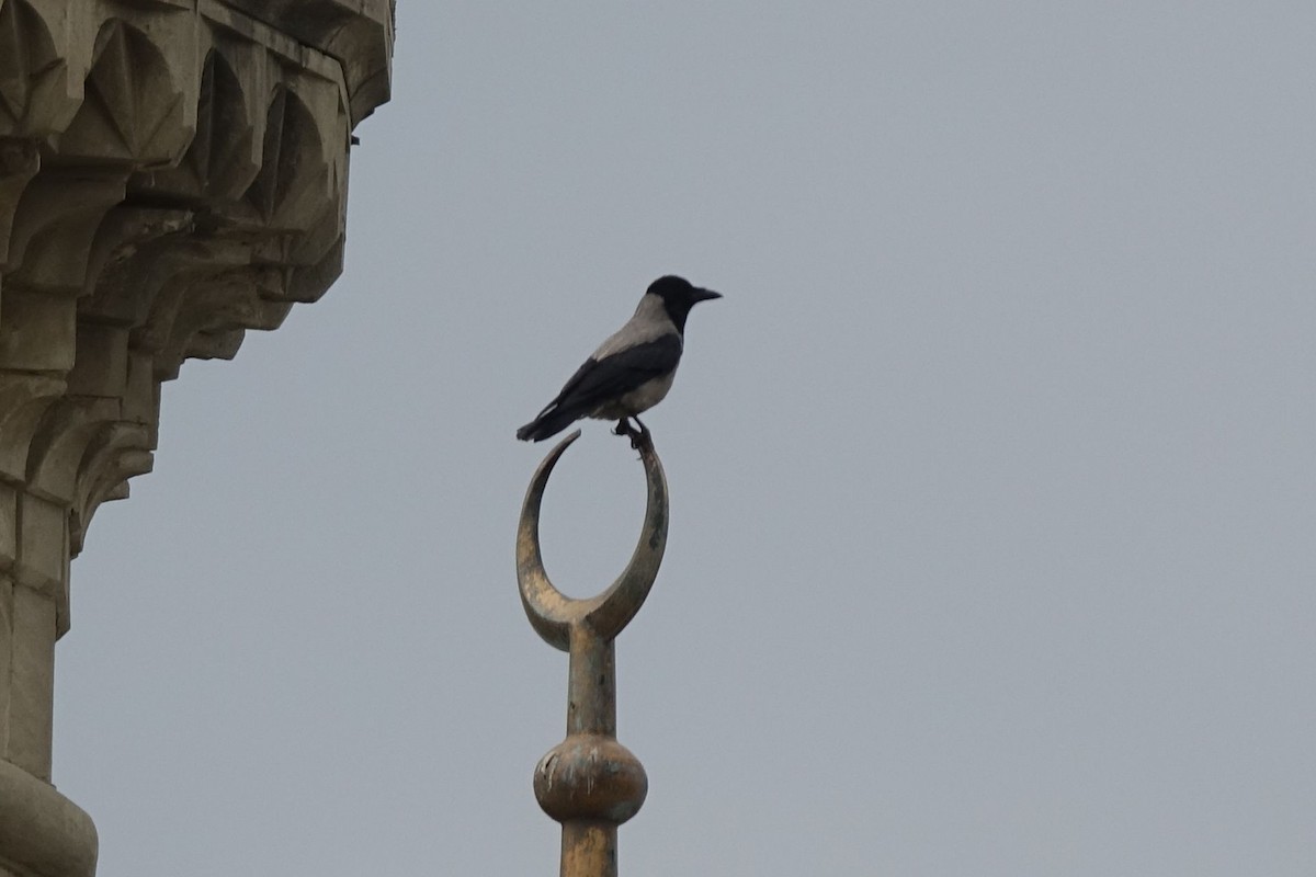 Hooded Crow - ML216976731