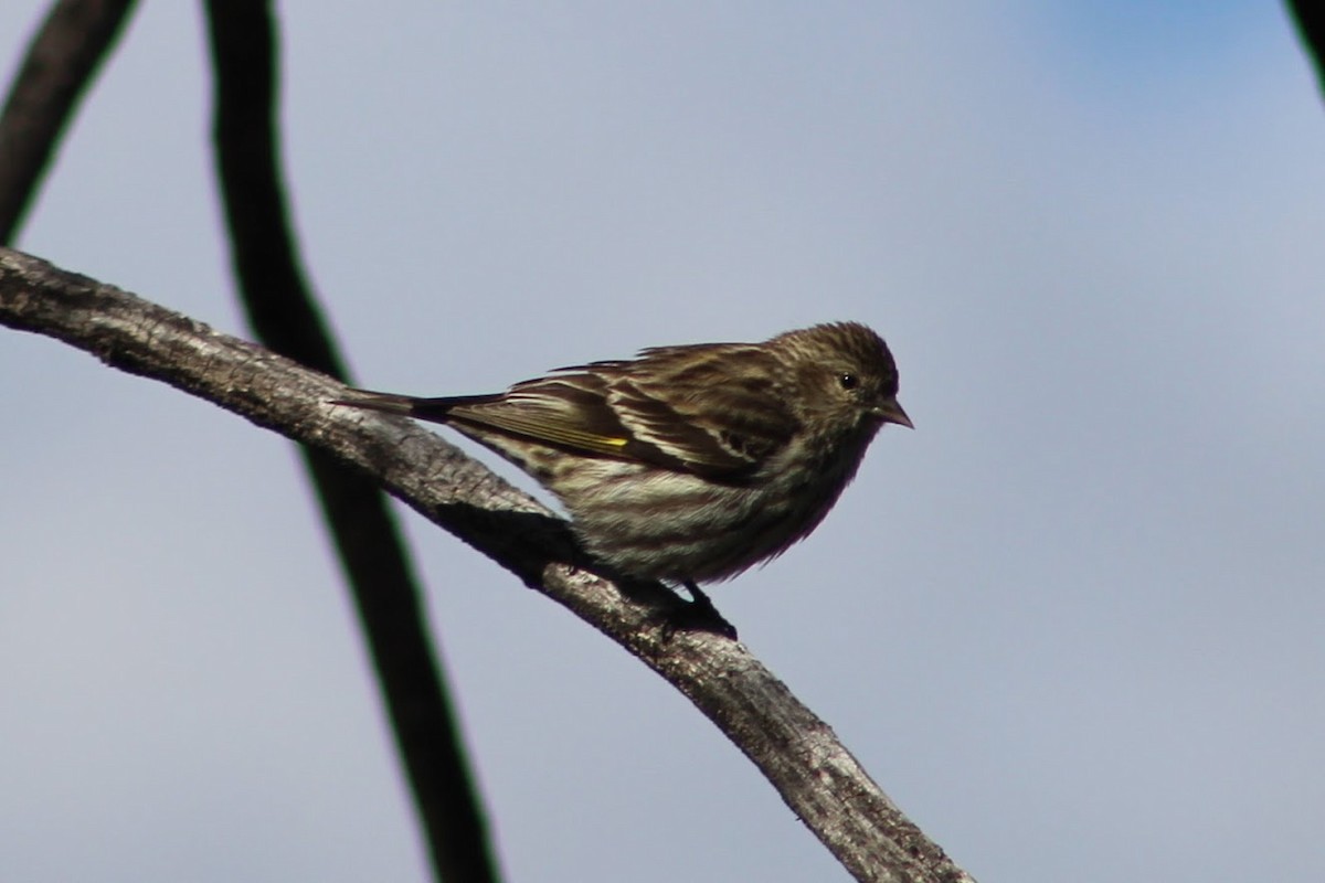 Pine Siskin - ML216979071