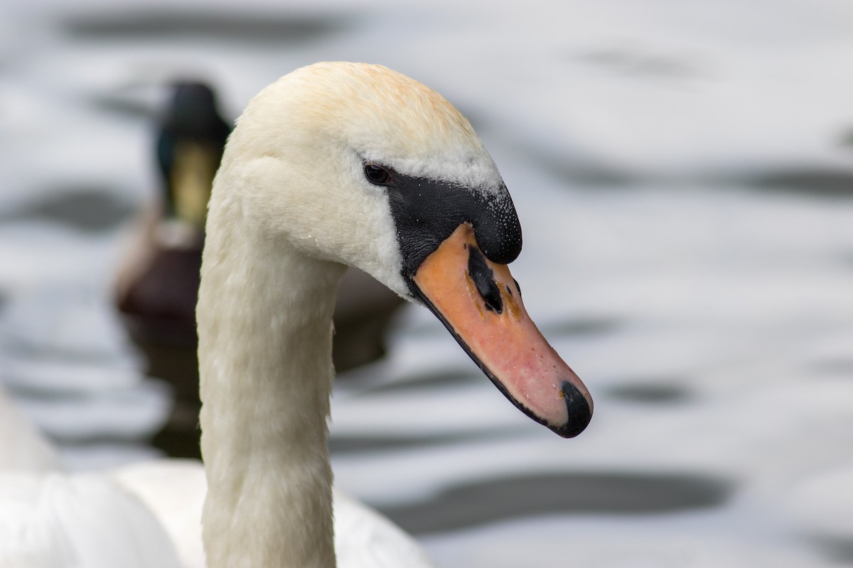 Cygne tuberculé - ML216979851