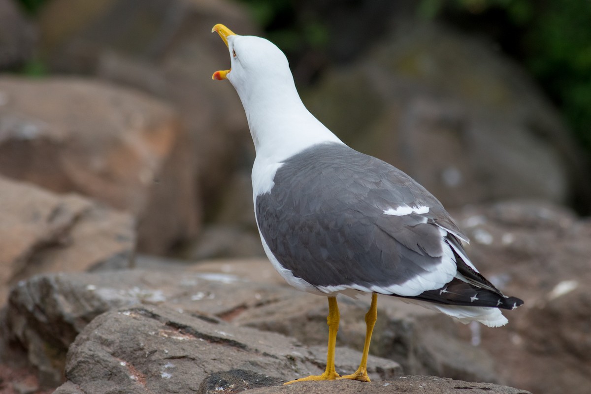 Lesser Black-backed Gull - ML216980031