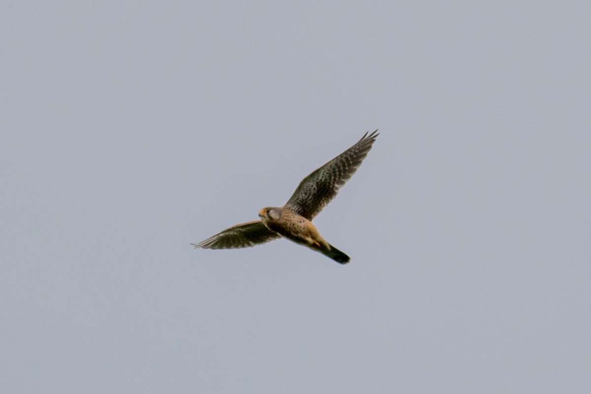 Eurasian Kestrel - ML216980081