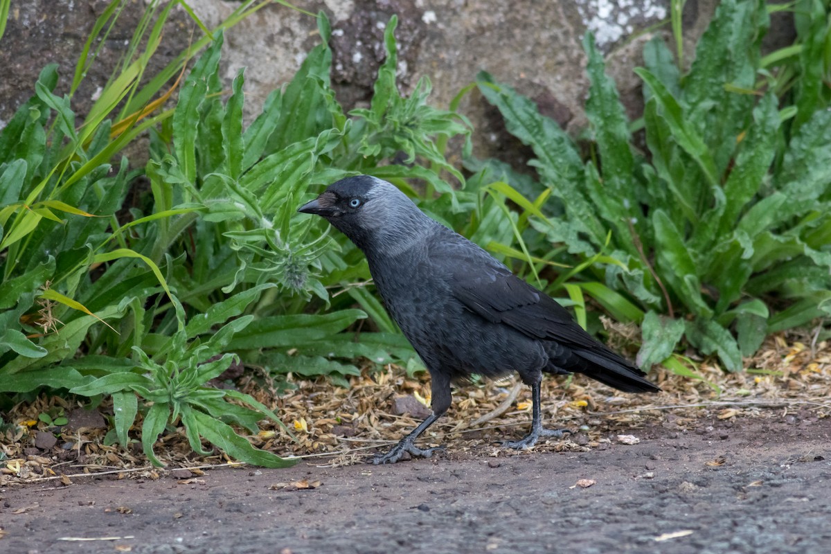 Eurasian Jackdaw - ML216980291