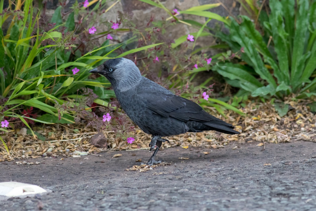 Eurasian Jackdaw - ML216980301