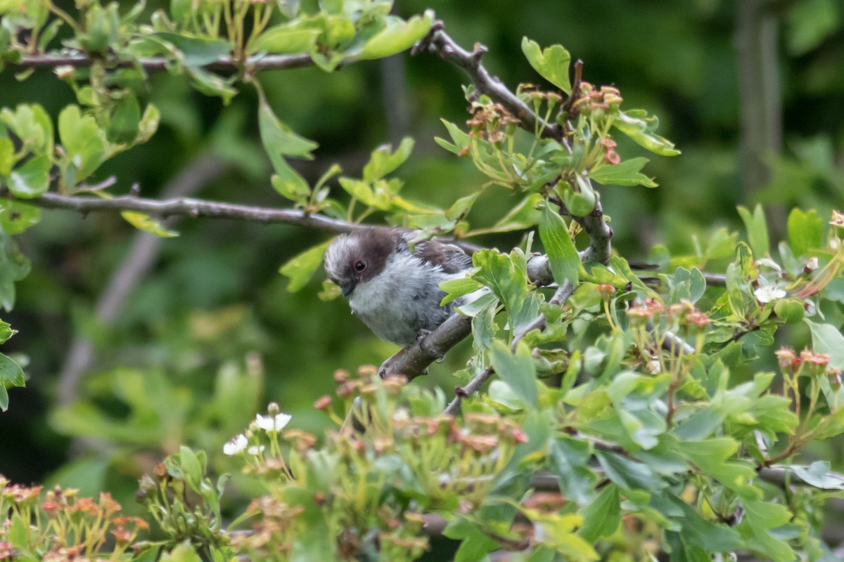 Long-tailed Tit - Kris Perlberg