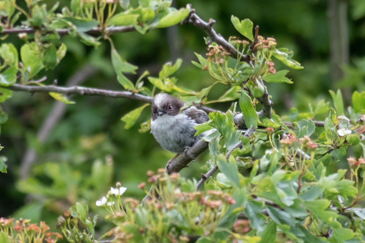 Long-tailed Tit - ML216980411