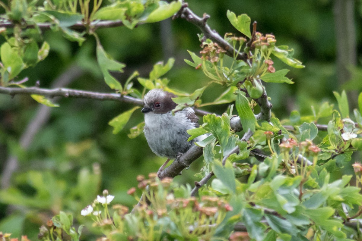 Long-tailed Tit - ML216980431