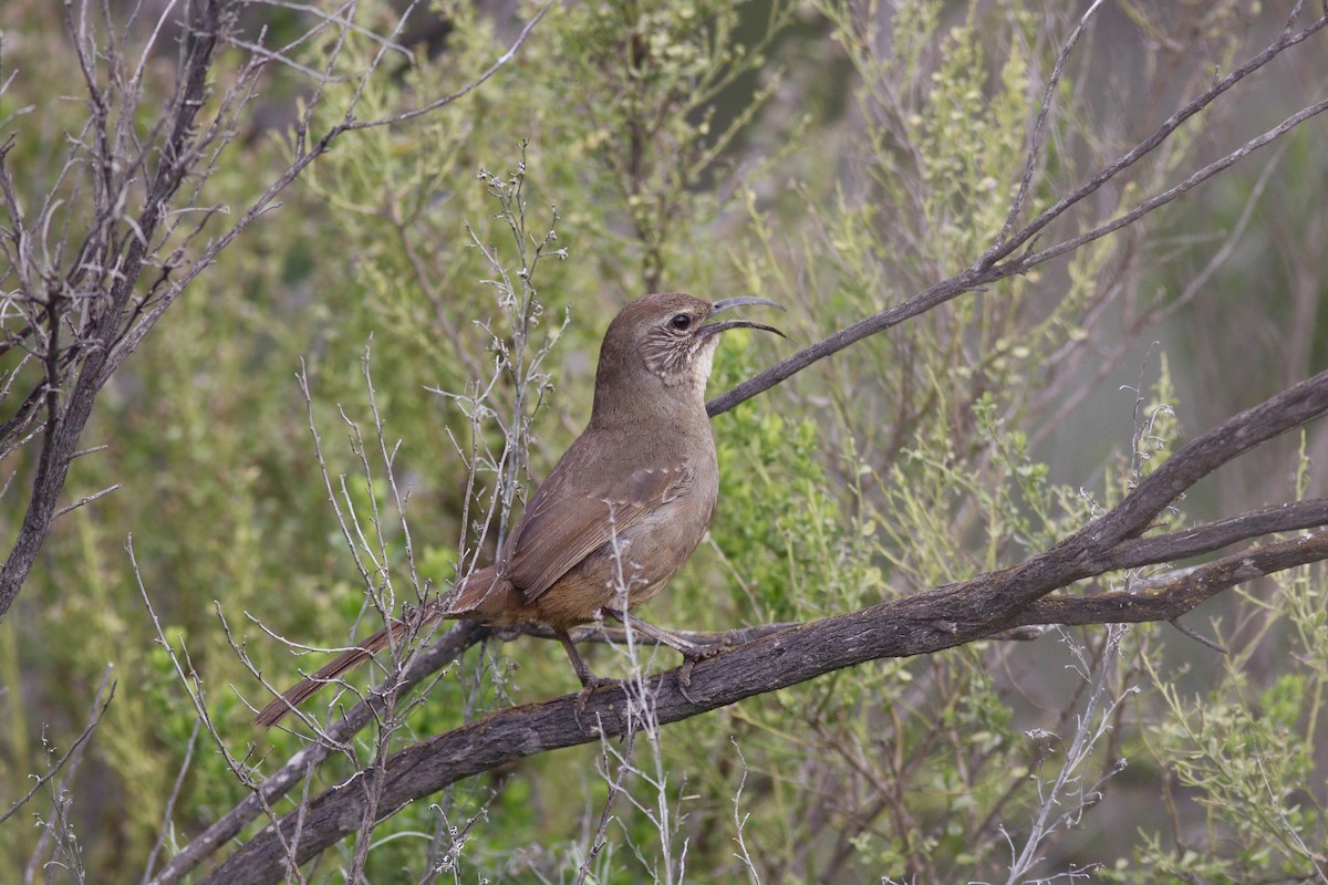 California Thrasher - Cameron Tescher
