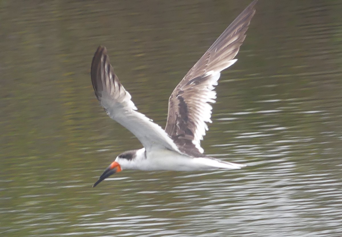 Black Skimmer - ML216980761