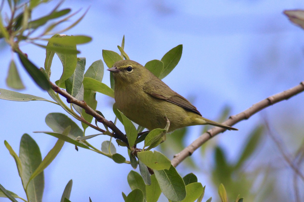 Orange-crowned Warbler - ML216980781