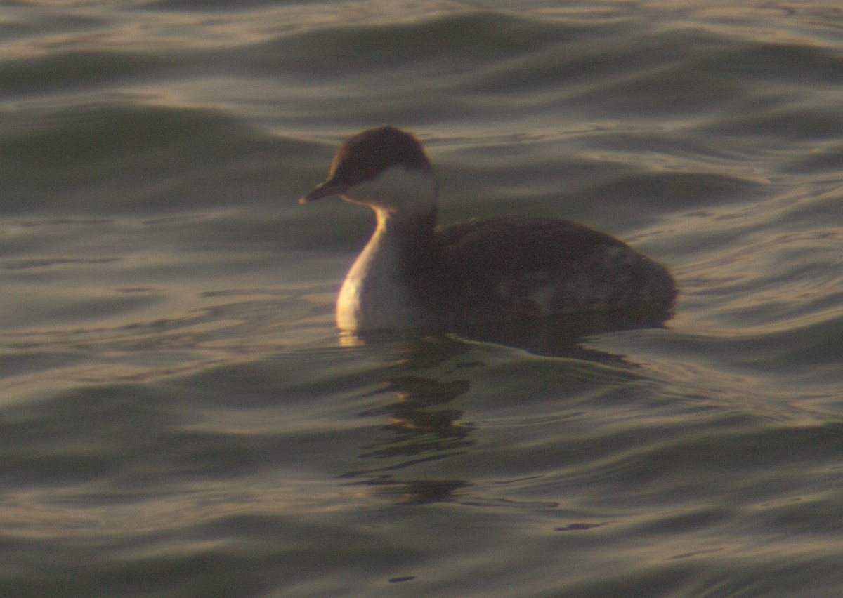 Horned Grebe - ML216982131