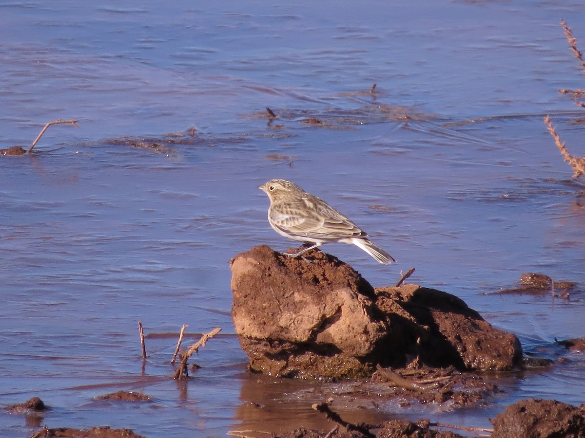 Chestnut-collared Longspur - ML216982841