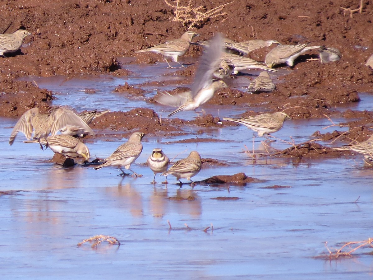 Horned Lark - ML216983081