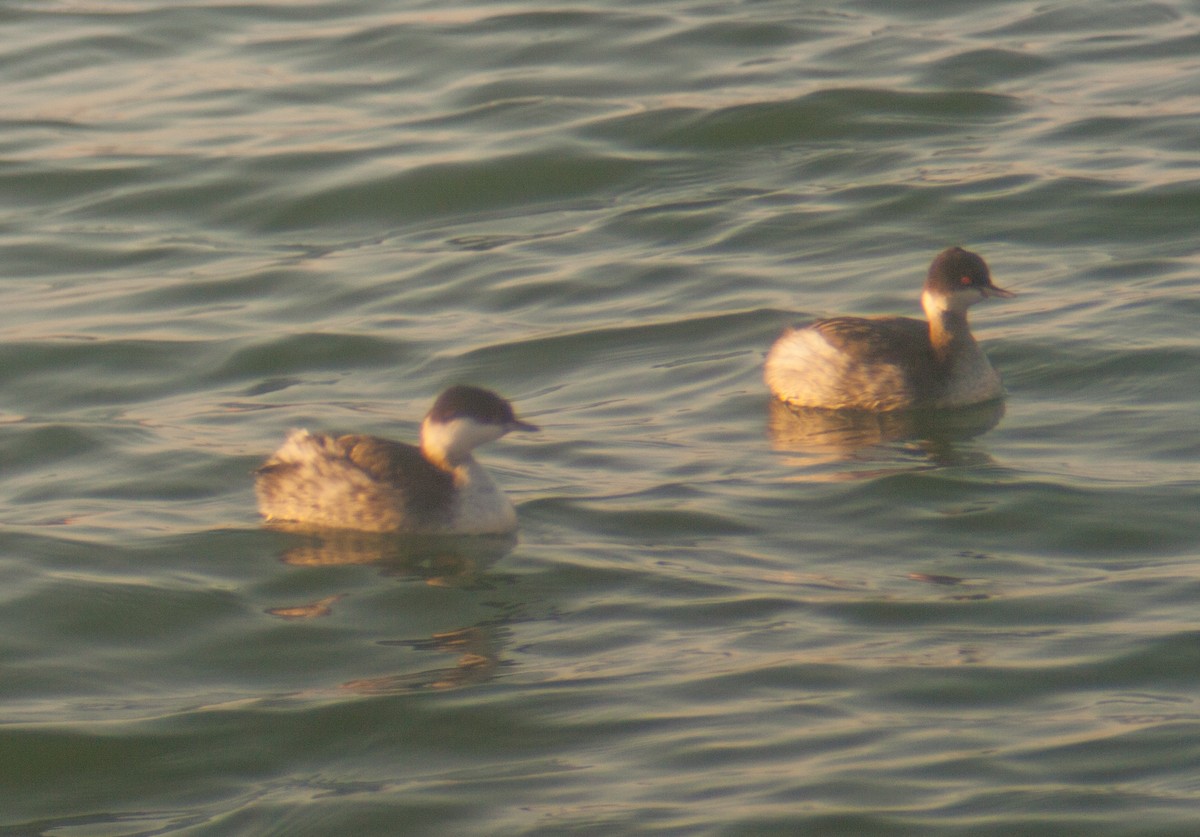 Eared Grebe - José Martín