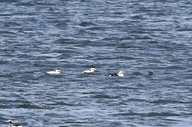 King Eider - ML216983351