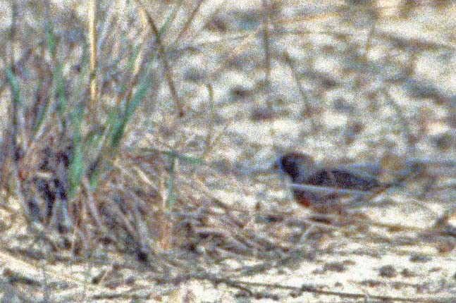 Quailfinch (Black-chinned) - ML216984161