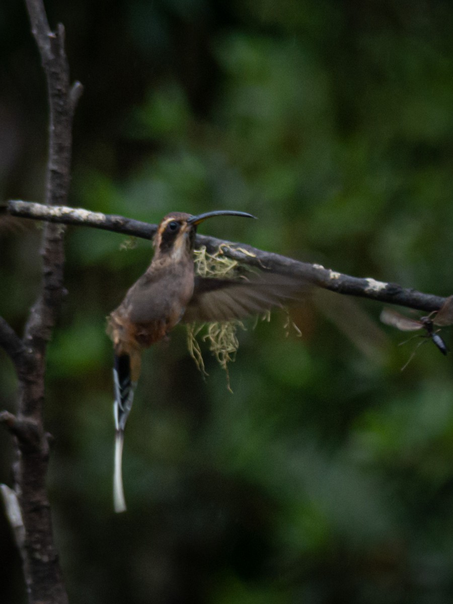 Scale-throated Hermit - ML216984371