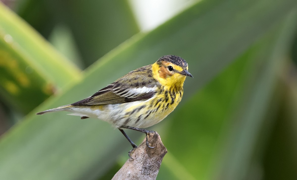 Cape May Warbler - ML216985171