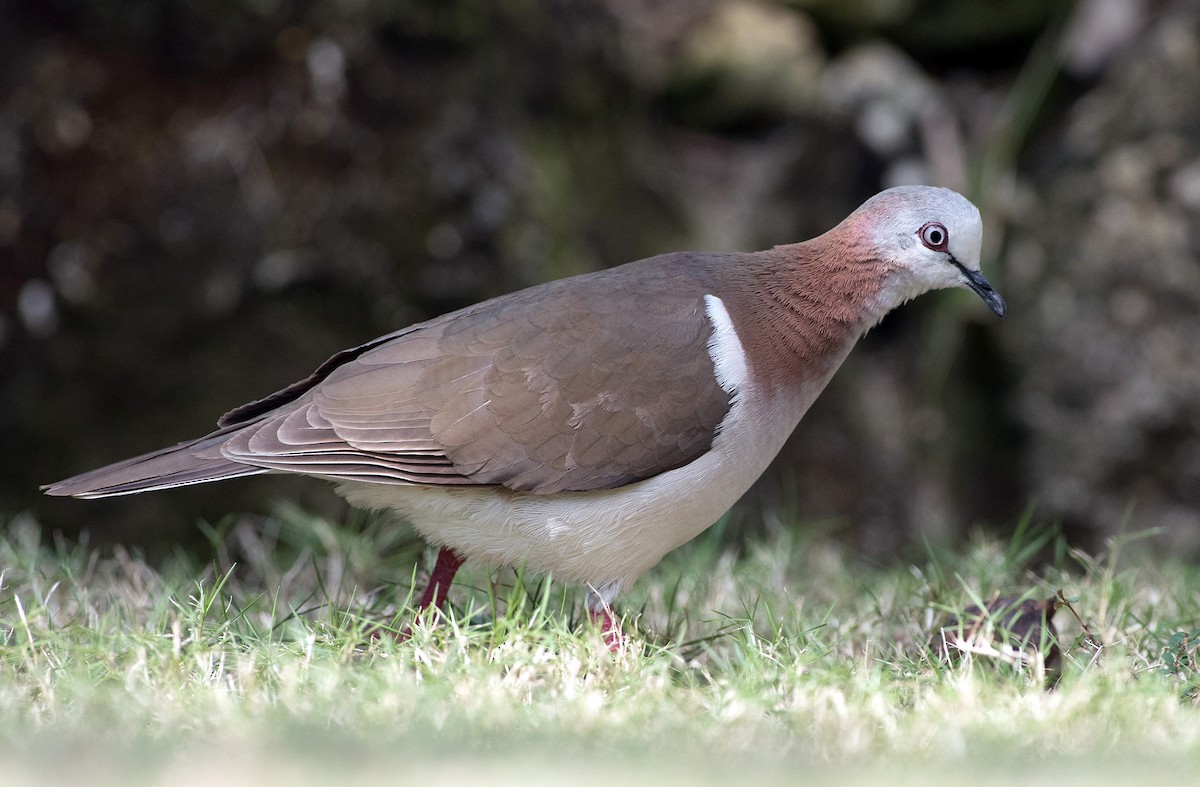 Caribbean Dove - ML216985271