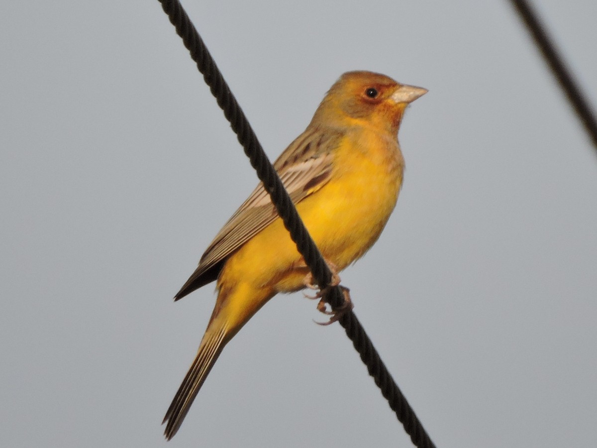 Red-headed Bunting - ML216988531