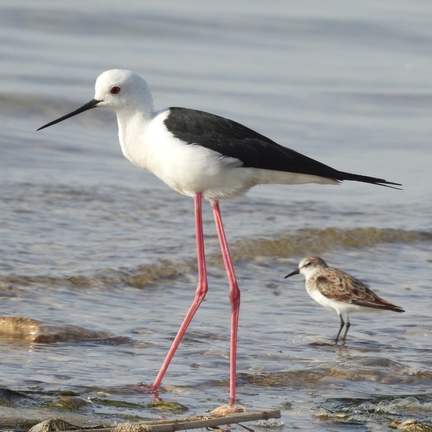 Black-winged Stilt - ML216988741