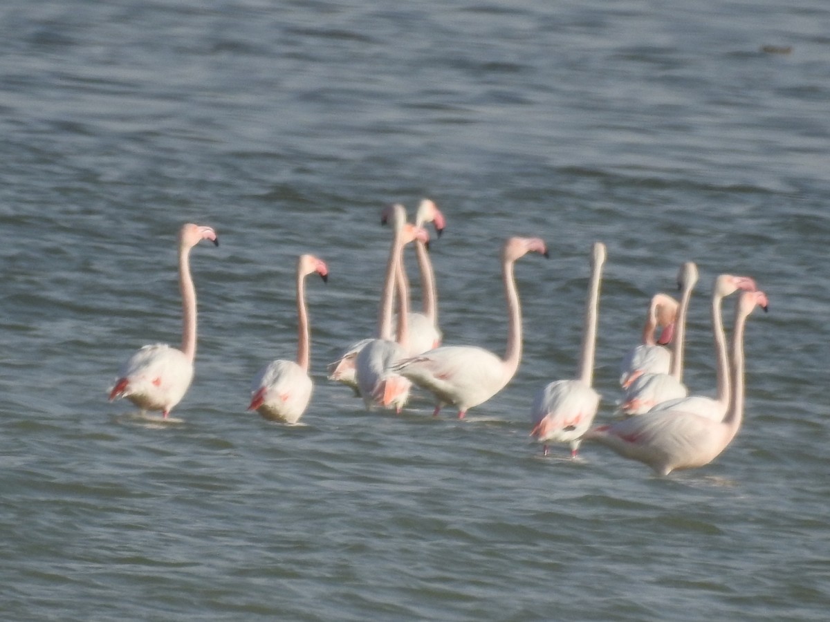 Greater Flamingo - ML216990131