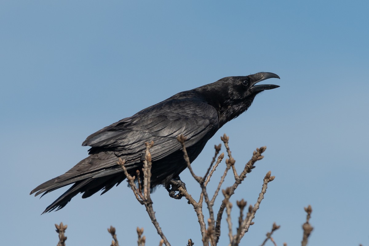 Common Raven - Omer Toy