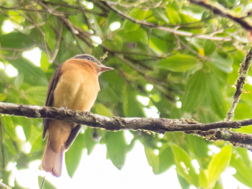 Rufous-tailed Attila - ML216990951