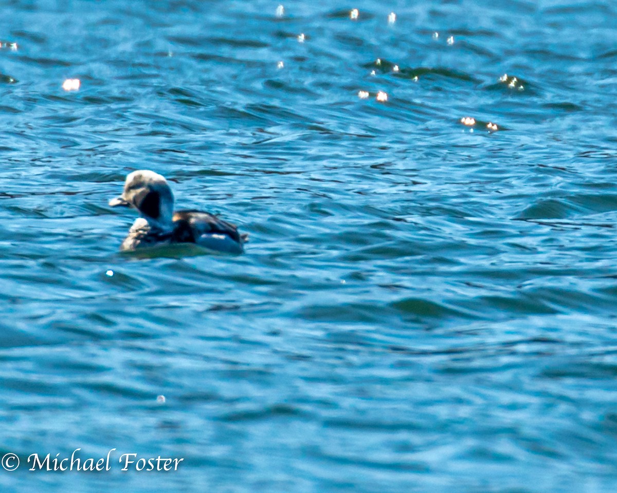 Long-tailed Duck - ML216991691