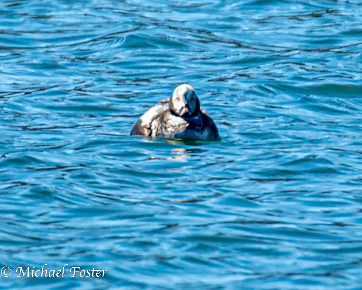 Long-tailed Duck - ML216991711