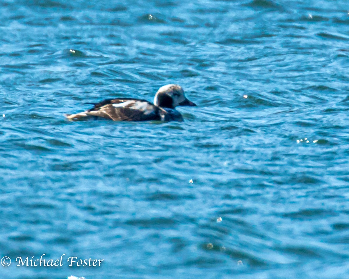 Long-tailed Duck - ML216991721