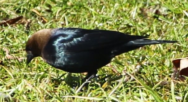 Brown-headed Cowbird - ML21699261