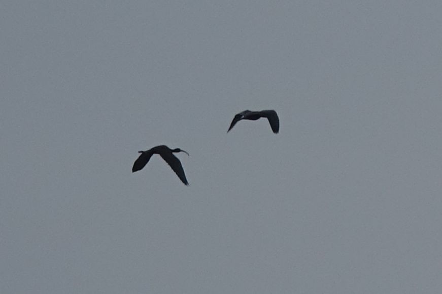 ibis hnědý - ML216995981