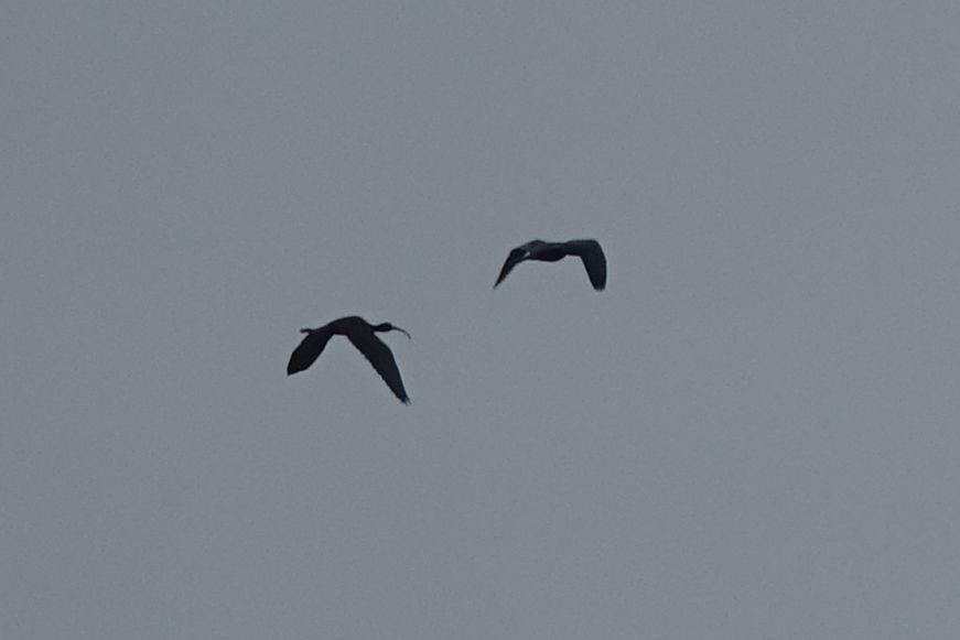 Glossy Ibis - ML216995981