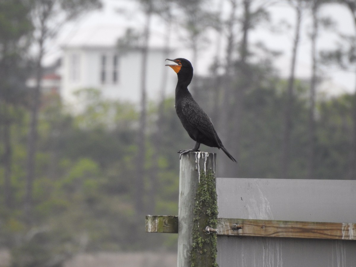 Double-crested Cormorant - Anonymous