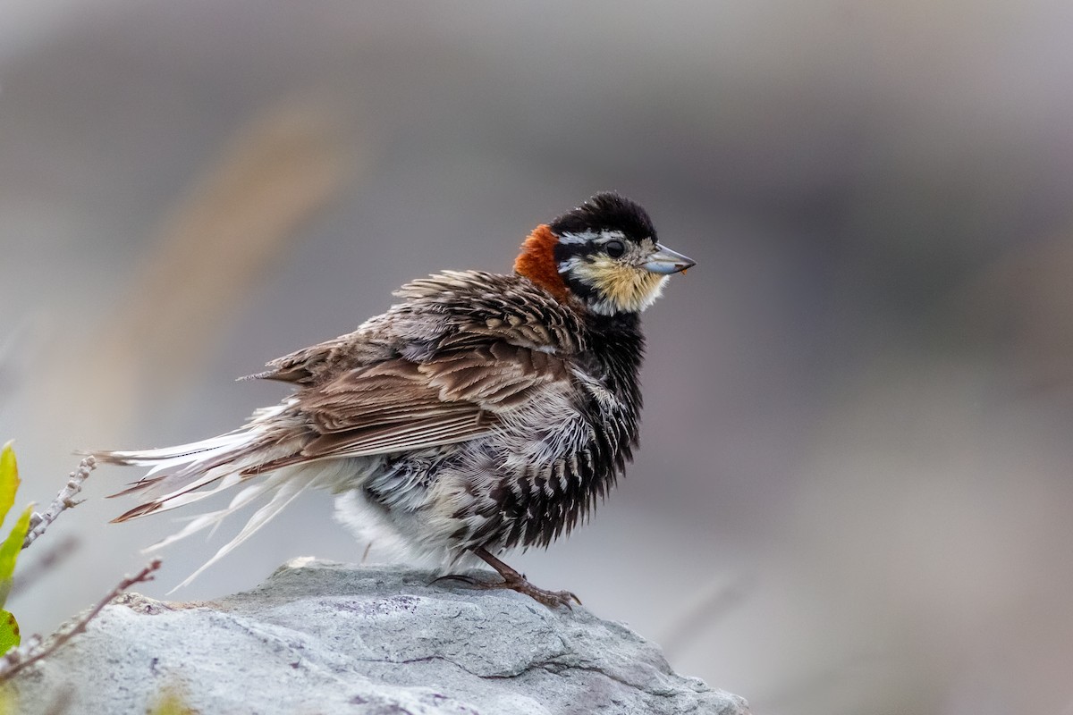 Chestnut-collared Longspur - Louis Bevier