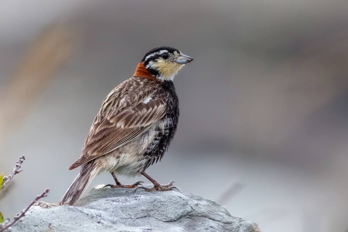 Chestnut-collared Longspur - Louis Bevier
