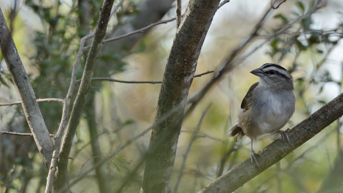 Tocuyo Sparrow - ML216997061