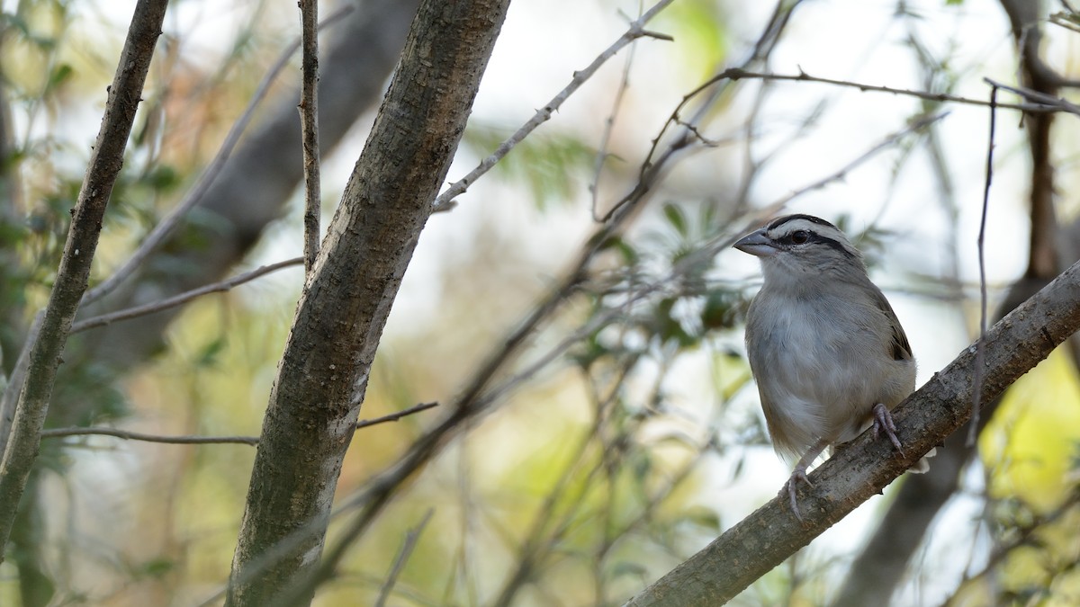 Tocuyo Sparrow - ML216997071