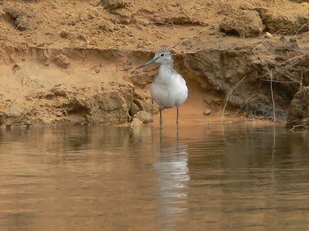 Common Greenshank - ML216997901