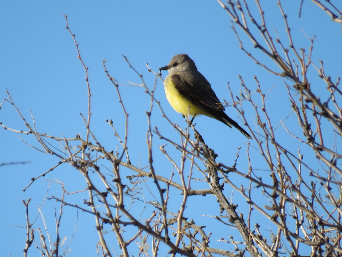 Western Kingbird - ML216998521