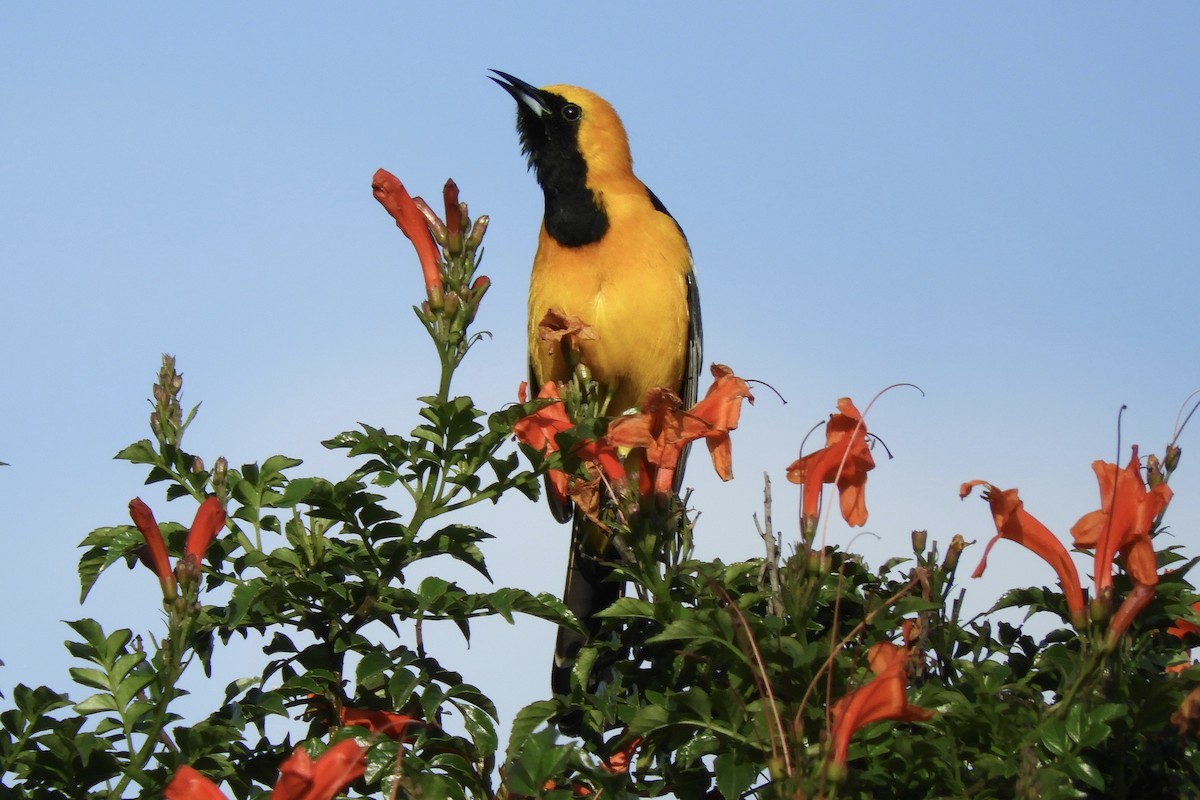 Hooded Oriole - ML216999211