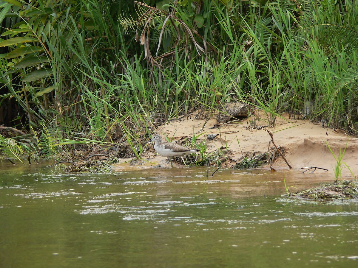 Common Greenshank - Tony King