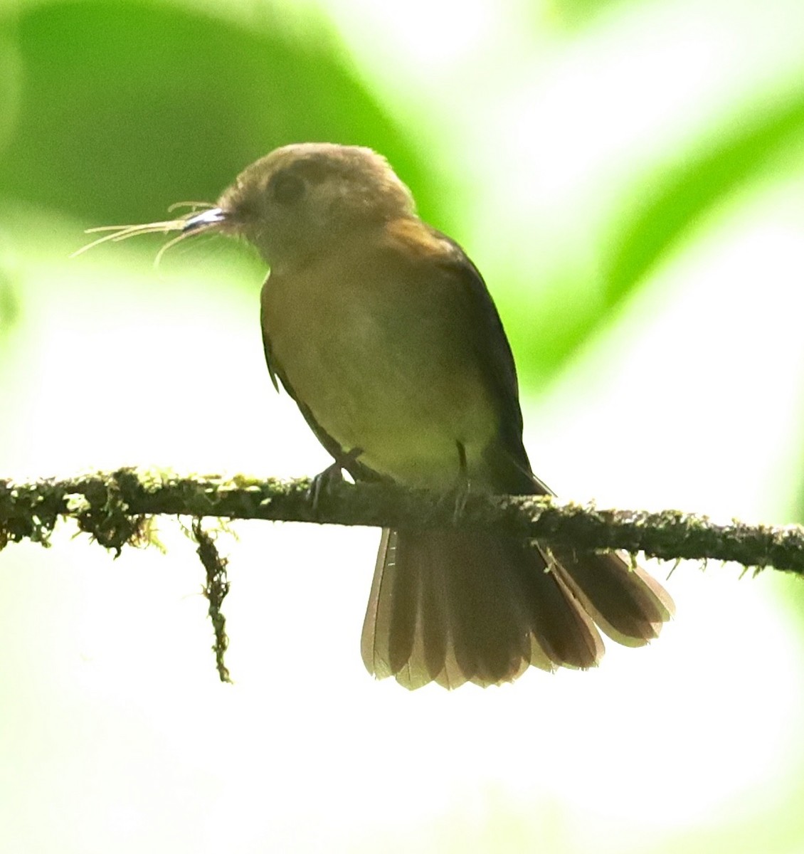 Sulphur-rumped Flycatcher - ML216999751